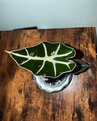Alocasia Polly