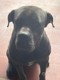 Cane corso
