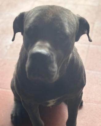 Cane corso