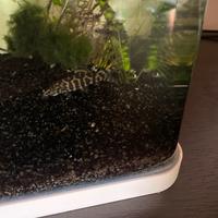 Botia Lohachata - Carnegiella strigata