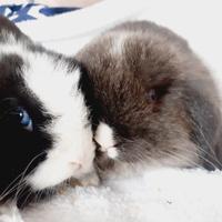 Conigli ariete x Minilop