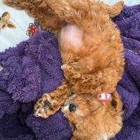 Vera Barboncina mini toy