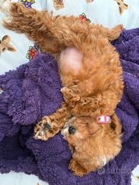 Vera Barboncina mini toy