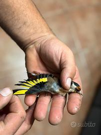 Cardellina anellata 2026