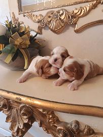Cavalier king