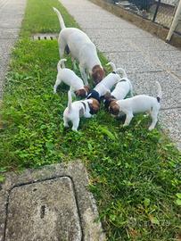 Jack russell terrier
