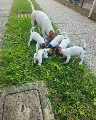 Jack russell terrier
