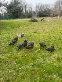 Galline
