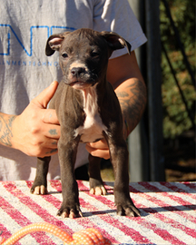 Cuccioli 2 mesi di American Pitbull Terrier