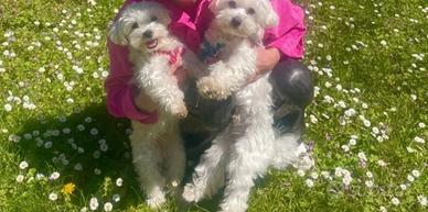Cucciole d maltese toy