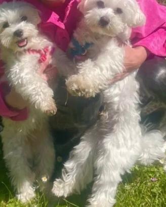 Cucciole d maltese toy