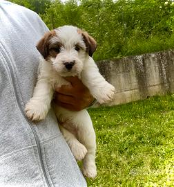 Jack Russell alta genealogia
