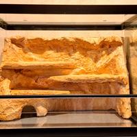 Terraio / Teca rettili, geco 