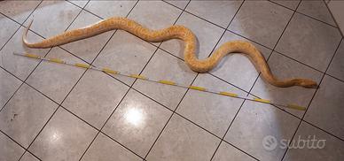 Pitone Molurus tigerpython