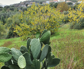 Terreno edificabile