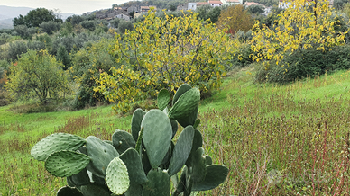 Terreno edificabile