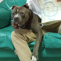 American Pitbull terrier ukc