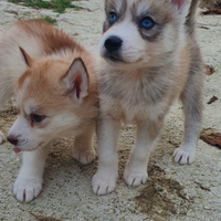 Siberian husky