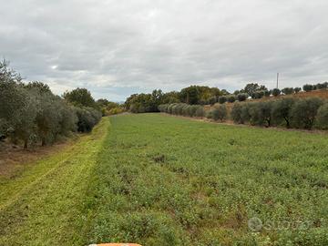 Terreno agricolo