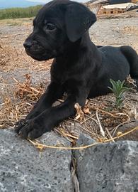 Cuccioli di cane corso