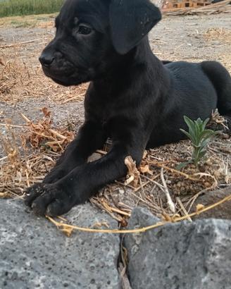 Cuccioli di cane corso