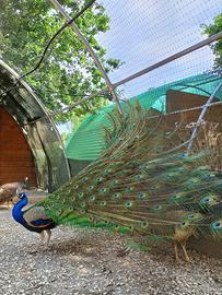 Pavoni comuni e nigripennis