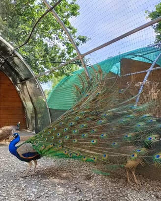 Pavoni comuni e nigripennis