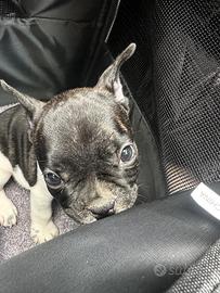 Vendita bulldog francese