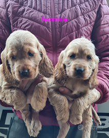 Cucciole di cocker spaniel