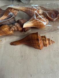 Conchiglia a forma fuso