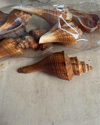 Conchiglia a forma fuso
