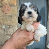 Disponibili cuccioli ORIGINALI di Petit Basset