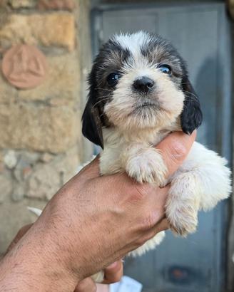 Disponibili cuccioli ORIGINALI di Petit Basset