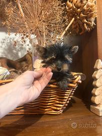Cuccioli di Yorkshire terrier