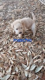 cucciolo dogo sardo