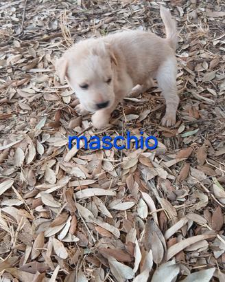 cucciolo dogo sardo