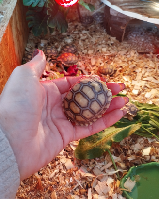 Tartaruga sulcata