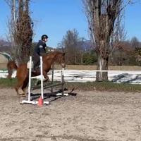 Pony su base Purosangue Arabo