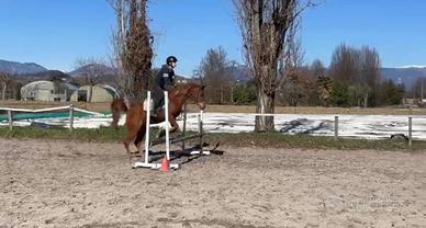 Pony su base Purosangue Arabo