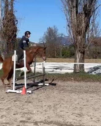 Pony su base Purosangue Arabo