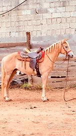 Cavalla Haflinger