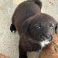 Cucciolo in adozione