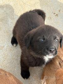 Cucciolo in adozione