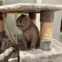 Gattini Scottish fold e straight