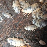 Porcellio laevis Dalmatian colonia 20 esemplari