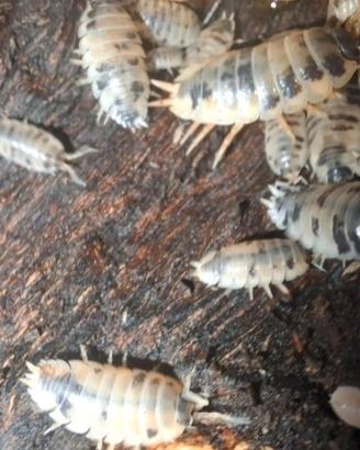 Porcellio laevis Dalmatian colonia 20 esemplari