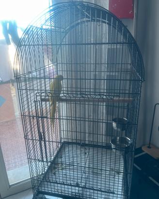 Parrochetto