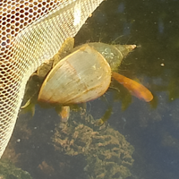 Lymnaea stagnalis