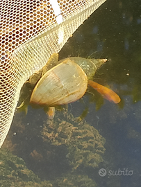 Lymnaea stagnalis