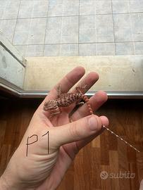 Baby pogona vitticeps